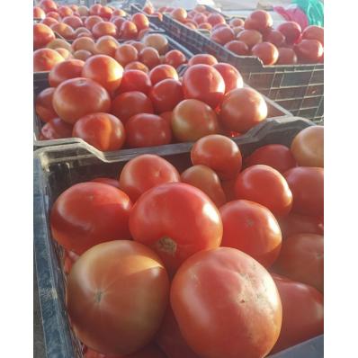 TOMATE EXTREMEÑO 1 KGS 