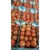 Tomates de Viña Del Valle del Alagón